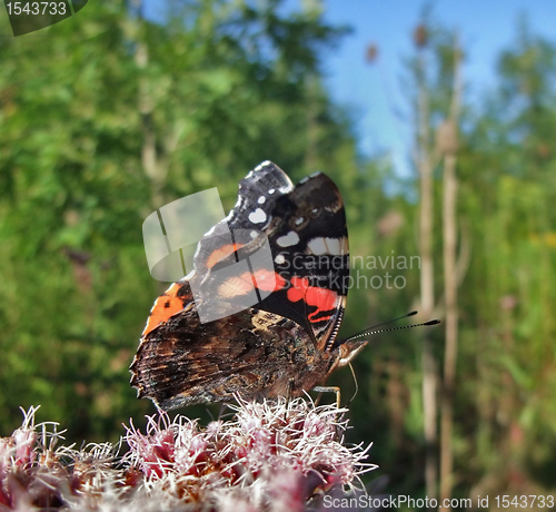 Image of Red Admiral in sunny ambiance