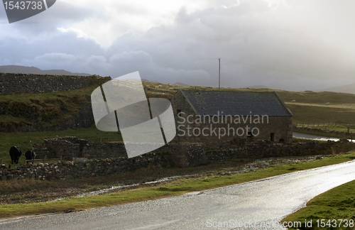 Image of livestock in Scotland at evening time