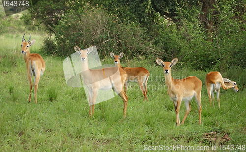 Image of Uganda Kobs in green vegetation