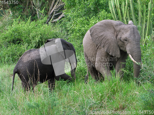 Image of two elephants in green vegetation