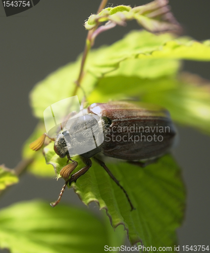 Image of may beetle sitting on a twig