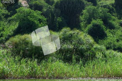 Image of waterside vegetation