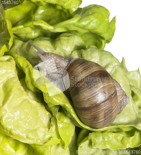 Image of Grapevine snail at feed