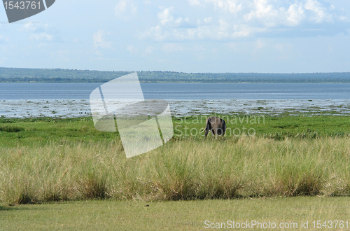 Image of african landscape with Elephant