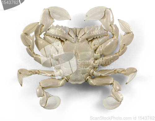 Image of moon crab in white back