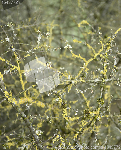 Image of twigs overgrown with lichen