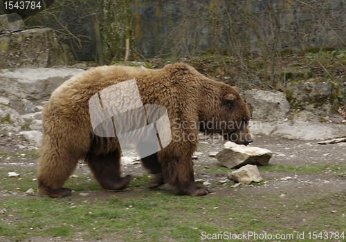 Image of Brown Bear sideways
