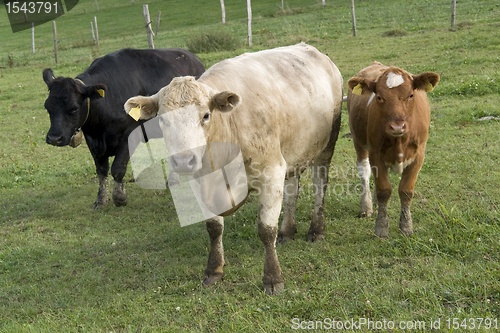 Image of three colored cows on a meadow