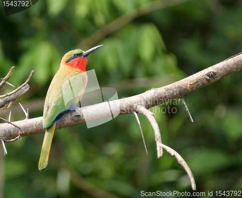 Image of colorful Bee-eater sitting on a twig