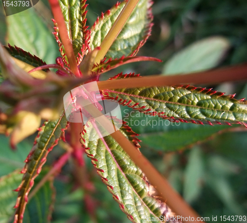 Image of exotic leaves