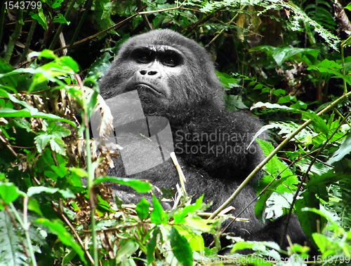 Image of Gorilla in the cloud forest