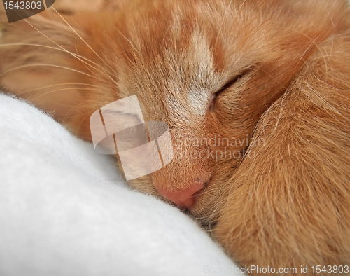 Image of sleeping cat portrait