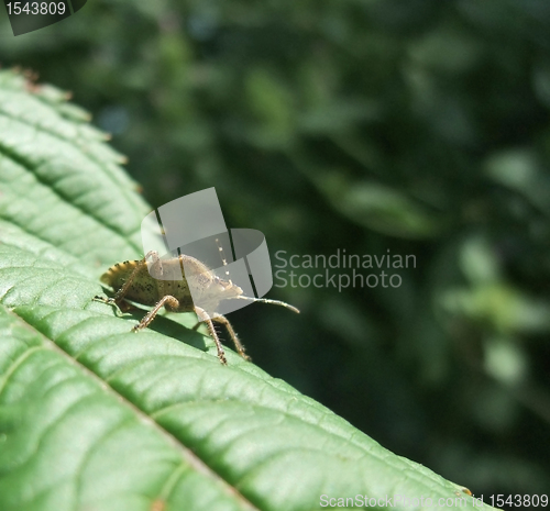 Image of leaf-footed bug