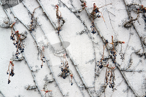 Image of leafless Virginia creeper