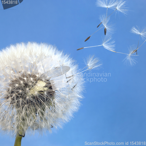 Image of dandelion blowball and flying seeds