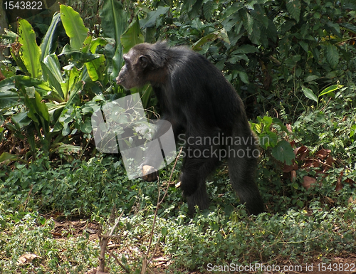 Image of chimpanzee in jungle vegetation