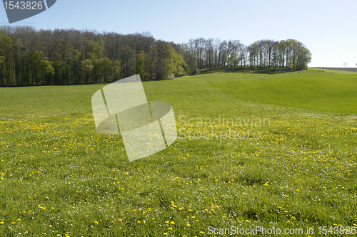 Image of flowery meadow in Hohenlohe