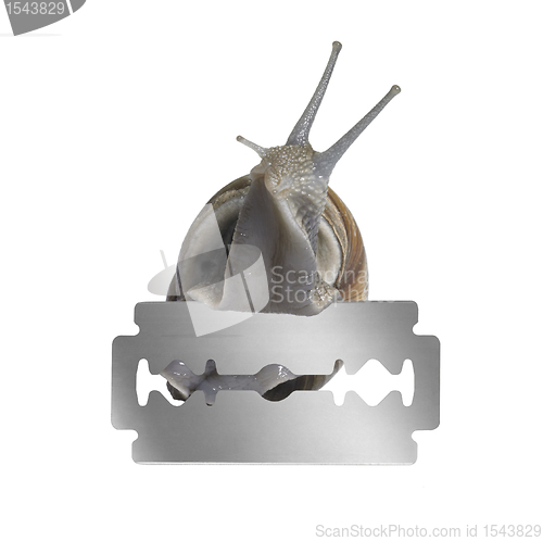 Image of Grapevine snail and razor blade