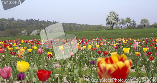 Image of colorful field of tulips