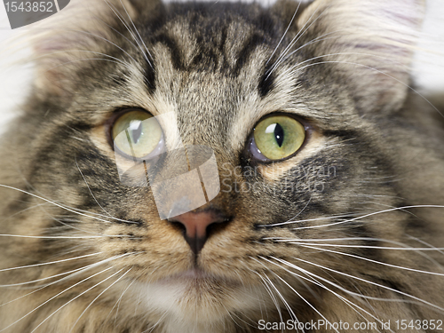 Image of Norwegian Forest Cat portrait