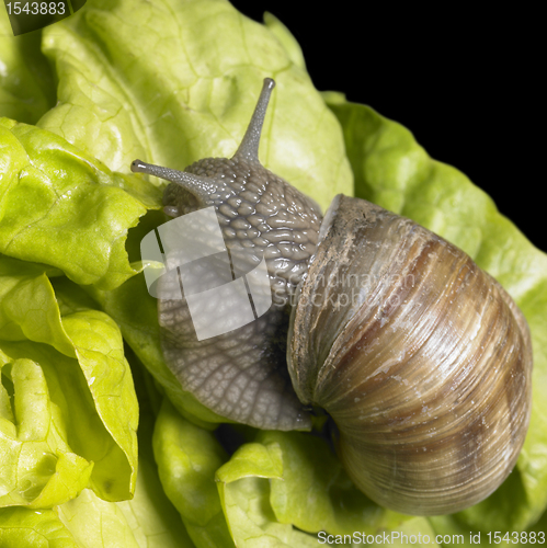 Image of Grapevine snail at feed