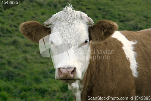 Image of brown and white skewbald cow portrait