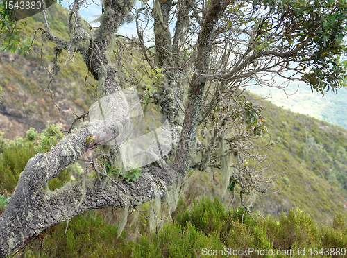 Image of overgrown tree at Mount Muhabura in Uganda