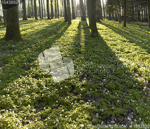 Image of forest and evening light