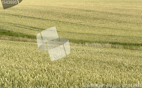 Image of full frame grain field abstract