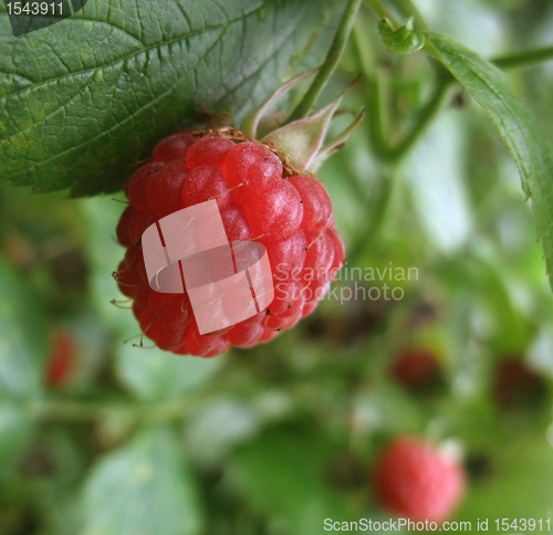 Image of red raspberry closeup