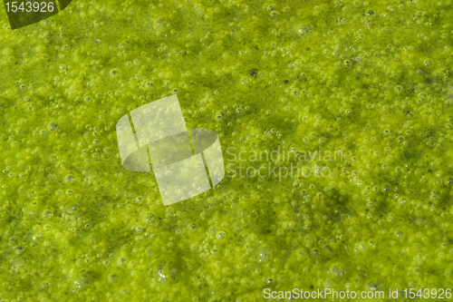 Image of green slime with small bubbles