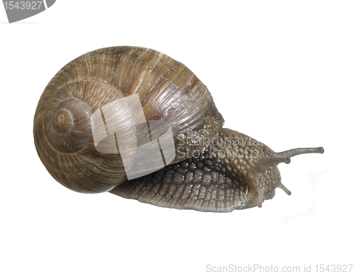 Image of backside of a grapevine snail