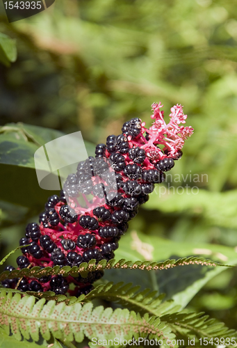 Image of Pokeweed plants