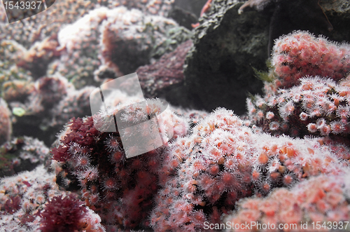 Image of Sea anemones