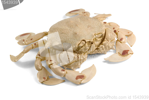 Image of moon crab in white back