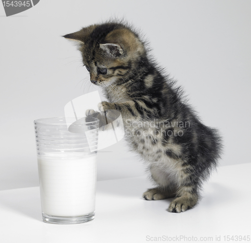 Image of kitten looking at a glass of milk