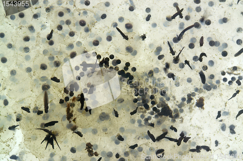 Image of spawn and tadpoles