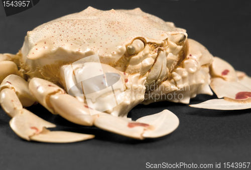 Image of low angle moon crab detail