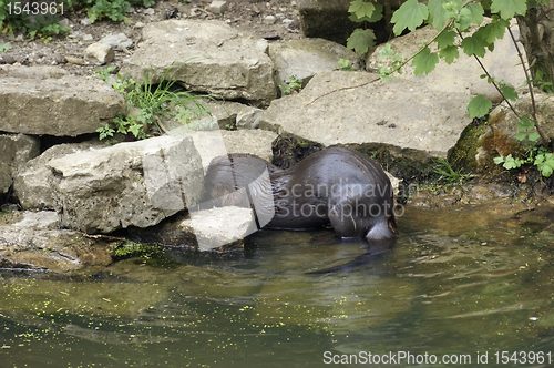 Image of waterside scenery with Otter