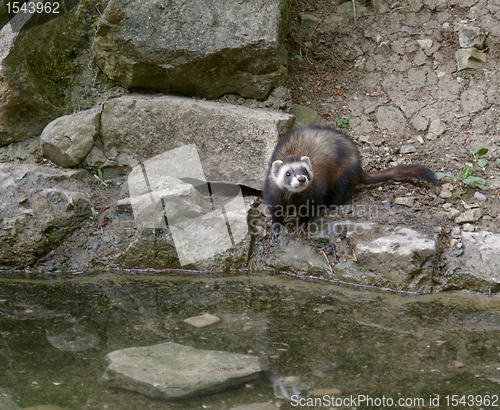 Image of waterside Ferret