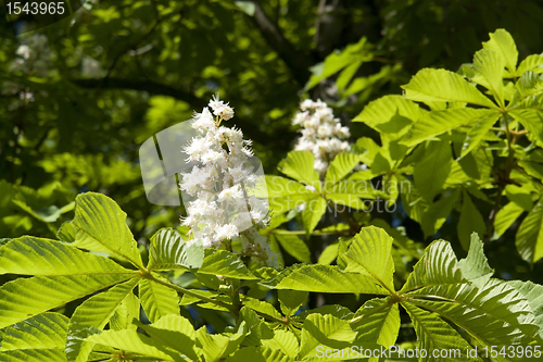 Image of chestnut blossoms horizontal