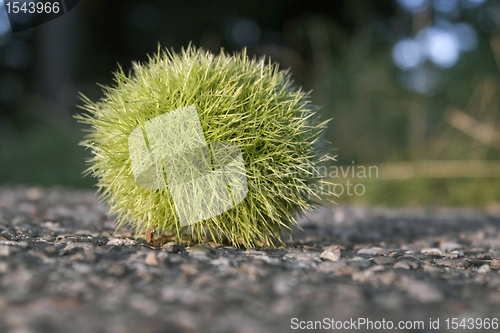 Image of sunny illuminated green chestnut