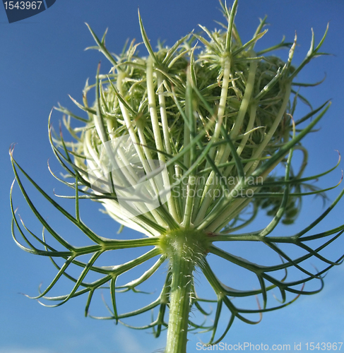 Image of wild carrot blossom and blue sky