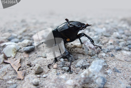 Image of female stag beetle closeup