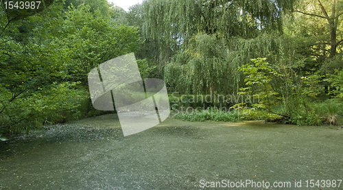 Image of overgrown tarn in the Liliental