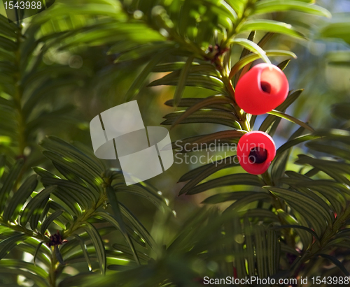 Image of sunny illuminated yew fruits