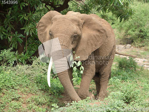 Image of Elephant at feed