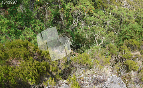 Image of vegetation around Mount Muhabura in Uganda