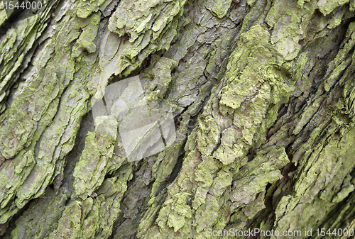 Image of abstract bark detail