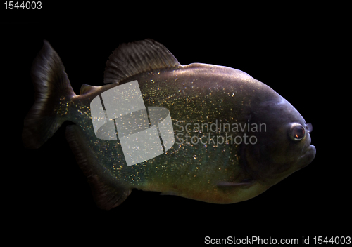 Image of Piranha
